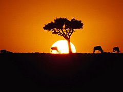 Golden Horizon